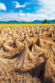 rural landscape with rice field and collected crop