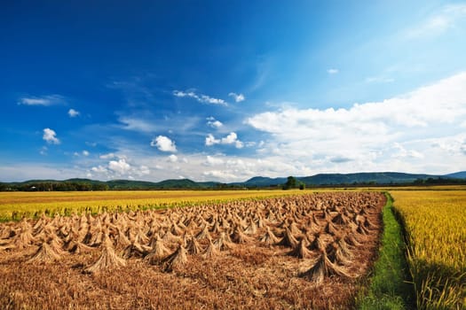 rural landscape with rice field and collected crop