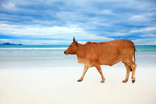 Cow walking on the luxury white sand beach