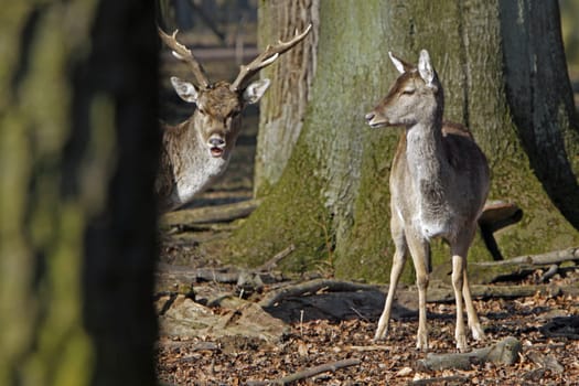 Fallow deer