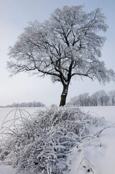 Oak in the snow