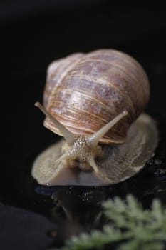 Edible snail