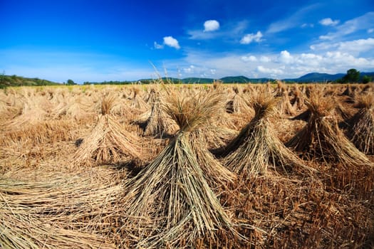 rural landscape with rice field and collected crop