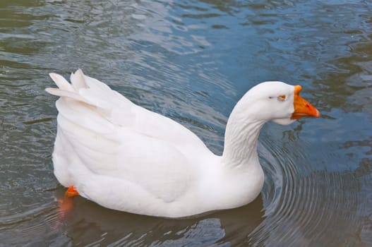 The white beautiful goose in pond on park