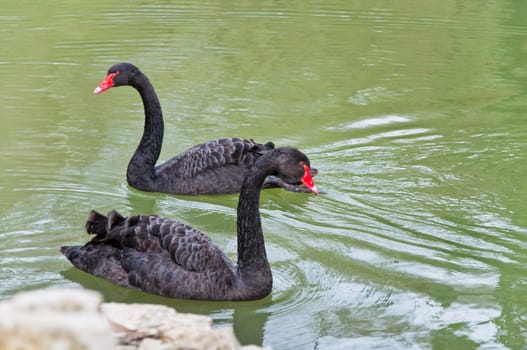 a couple of swans in the blue lake water