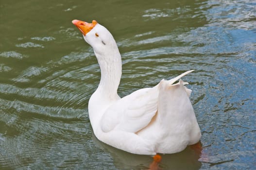 The white beautiful goose in pond on park