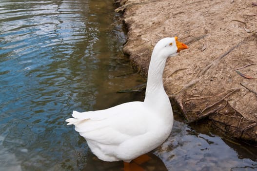 The white beautiful goose in pond on park