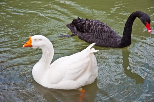 a couple of swans in the blue lake water