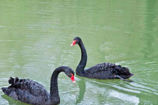 a couple of swans in the blue lake water