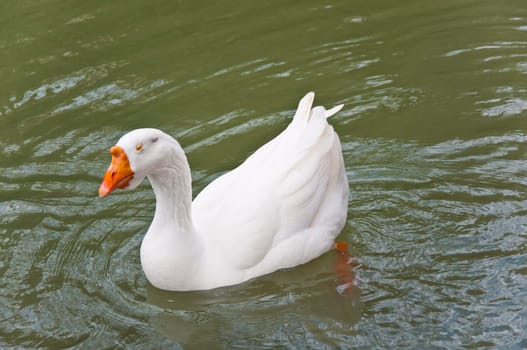 The white beautiful goose in pond on park