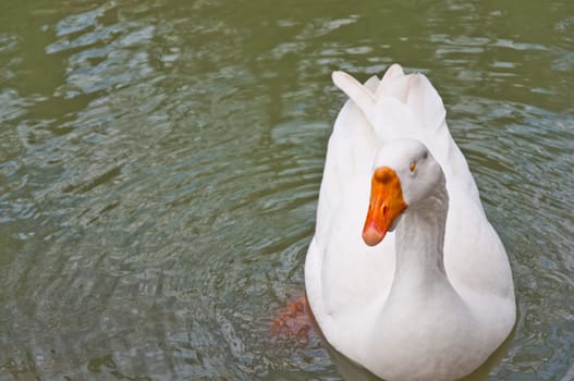 The white beautiful goose in pond on park