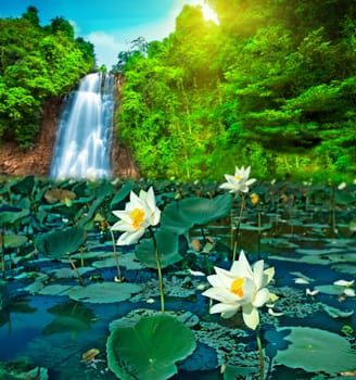 A lot of lotos flowers in a waterfall pool