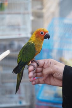 A vibrant conure rests confidently on a person's hand at a market.