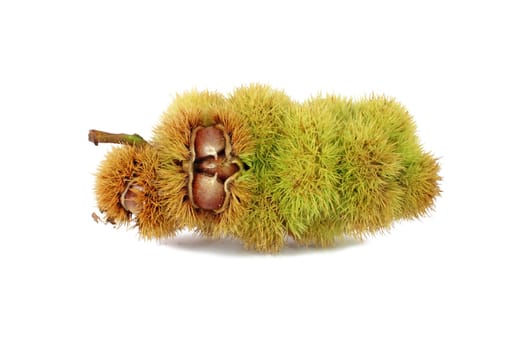 Chestnuts inside husk isolated on white