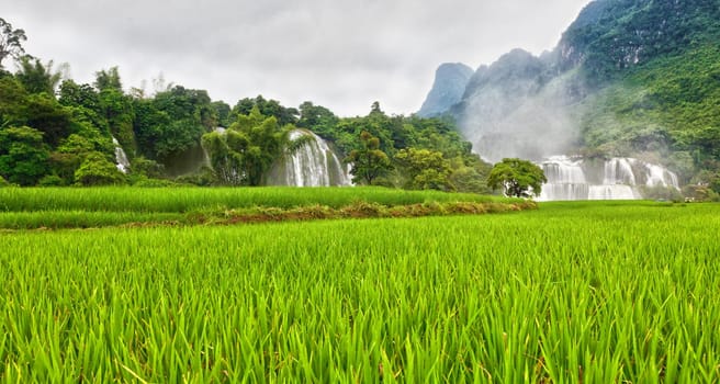 Pice paddy field and waterfall on background