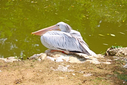 Pelican beside a small lake in ZOO