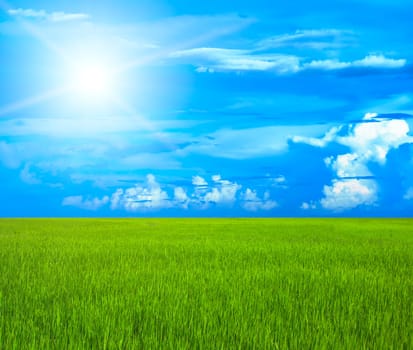 Green grass and cloudy sky