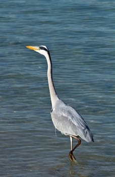 grey heron
