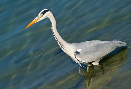 grey heron