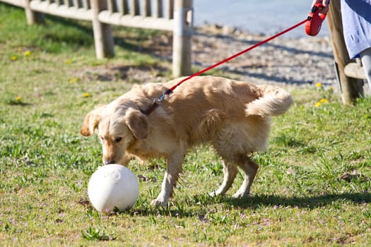 golden retriever
