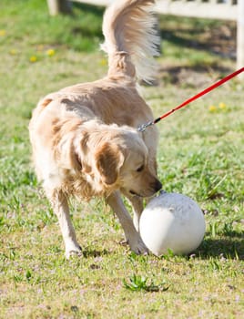 golden retriever