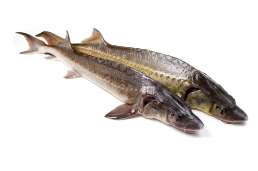sturgeon fish isolated on white