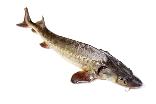 sturgeon fish isolated on white