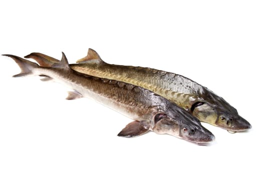 sturgeon fish isolated on white