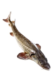 sturgeon fish isolated on white