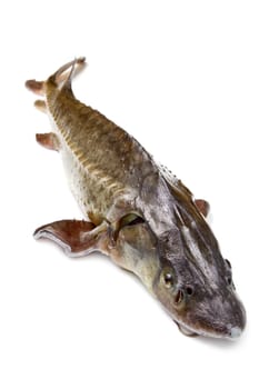 sturgeon fish isolated on white