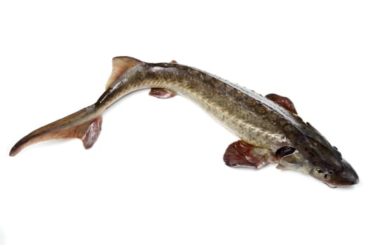 sturgeon fish isolated on white
