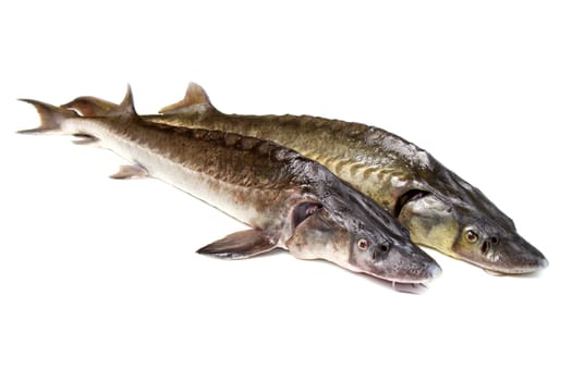 sturgeon fish isolated on white