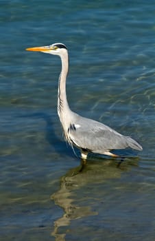 grey heron
