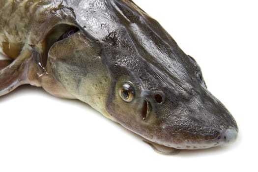 sturgeon fish isolated on white