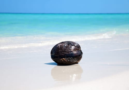 Cocunut on a empty tropical beach
