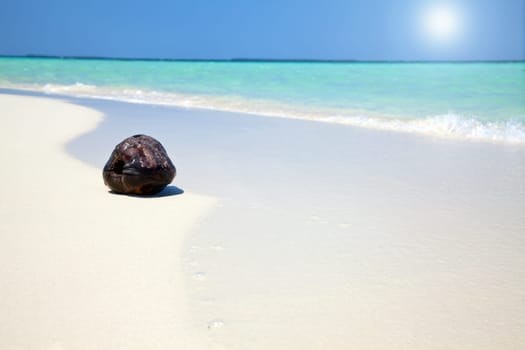 Coconut on a tropical beach