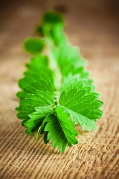 burnet herb similar to parsley on a wooden background