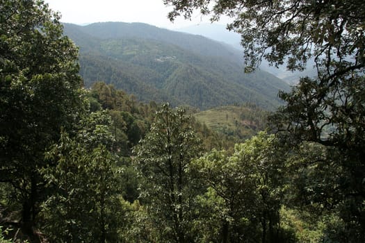 View of mountain covered with dense forest near Uttarakashi, Uttarakhand, India, Asia
