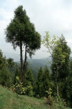Green trees standing guard on edge of sloping mountain
