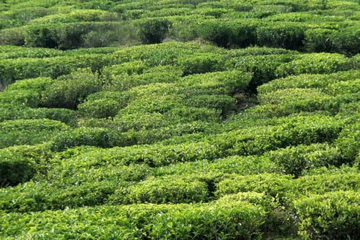 Closer view of top surface of tea plants