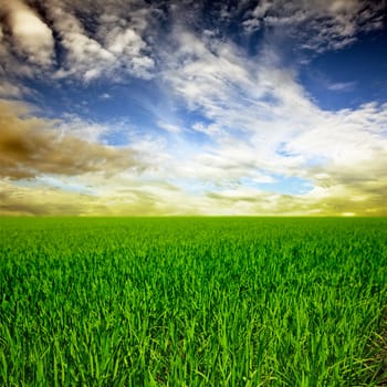 Green rice field at sunset time.Central Vietnam