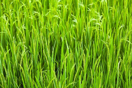 Green ear of rice closeup. Paddy fields.
