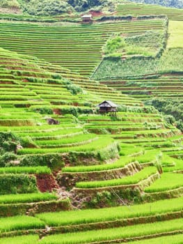 Beautiful view of a paddy rice fields