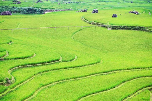 Rice paddy field at the nothern Vietnam