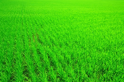 Green background. Rice field. Vietnam