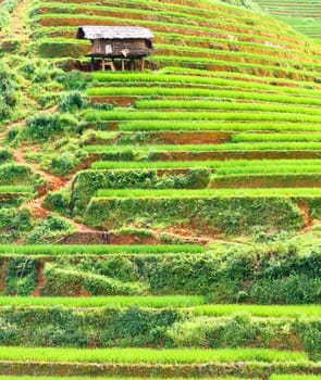 Beautiful view of a paddy rice fields