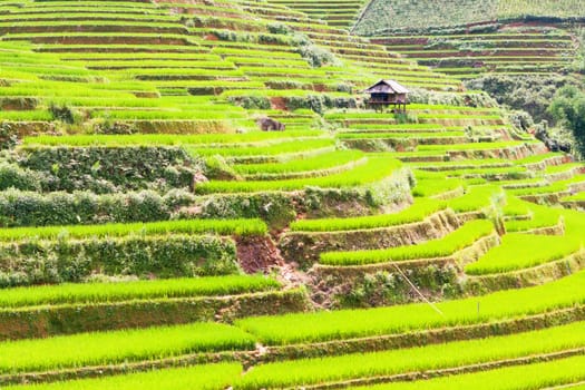 Beautiful view of a paddy rice fields