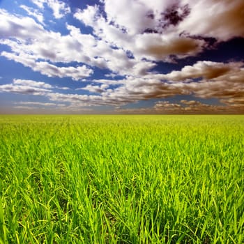 Green rice field at sunset time. Central Vietnam