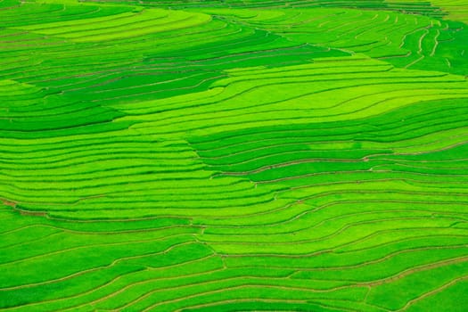Green background. Rice field terraces. Vietnam