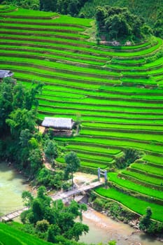 Green rice field terraces at northern Vietnam